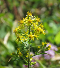 Zlatobýl obecný - Solidago virgaurea - prodej semen - 10 ks