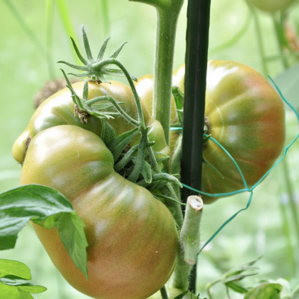 BIO Rajče Ananas Noire - Solanum lycopersicum - prodej bio semen - 6 ks
