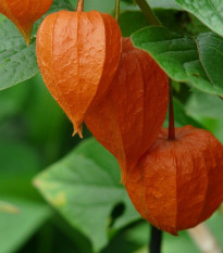 Mochyně židovská - Physalis alkekengi - prodej semen - 30 ks