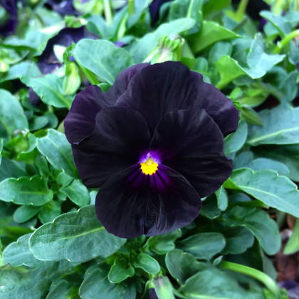 Violka rohatá Back to Black - Viola cornuta - prodej semen - 120 ks