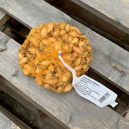 Cibule sazečka ozimá Shakespeare - Allium cepa - prodej cibulek - 250 g