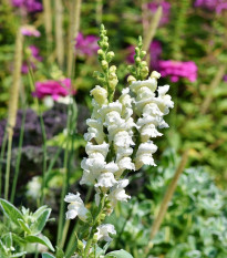 Hledík větší bílý - Antirrhinum majus - prodej semen - 35 ks