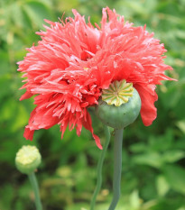 Mák setý Rose Feathers - Papaver somniferum - prodej semen - 200 ks