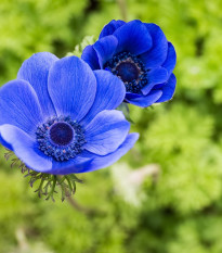 Sasanka Mr. Fokker - Anemone coronaria - prodej cibulovin - 3 ks