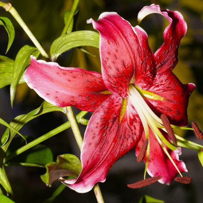 Lilie Black Beauty - Lilium x hybridum - prodej cibulovin - 1 ks