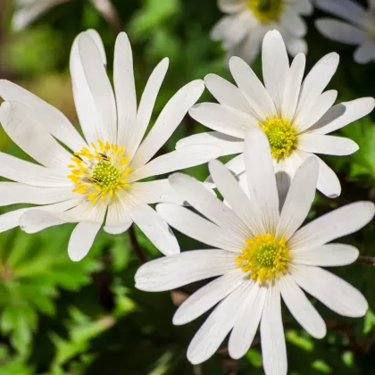 Sasanka vábná White Splendour - Anemone blanda - prodej cibulovin - 3 ks