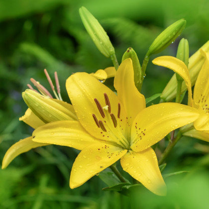 Lilie Yellow Planet - Lilium lancifolium - prodej cibulovin - 1 ks
