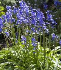 Hyacintovec španělský modrý - Hyacinthoides hispanica - prodej cibulovin - 5 ks