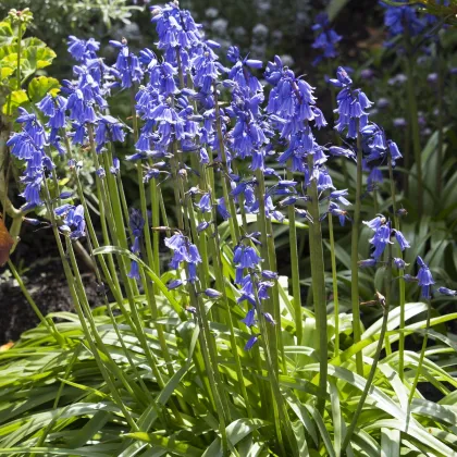 Hyacintovec španělský modrý - Hyacinthoides hispanica - prodej cibulovin - 5 ks