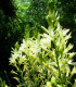 Ladoník bílý - Camassia alba - prodej cibulovin - 2 ks