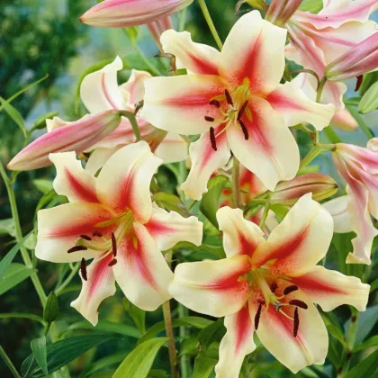 Lilie Lavon - Lilium - prodej cibulovin - 1 ks