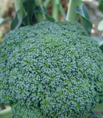 Brokolice Limba - Brassica oleracea - prodej semen - 50 ks