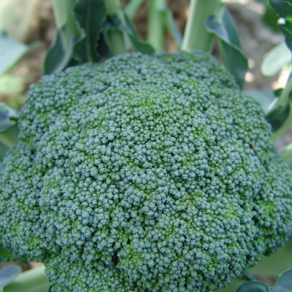 Brokolice Limba - Brassica oleracea - prodej semen - 250 ks