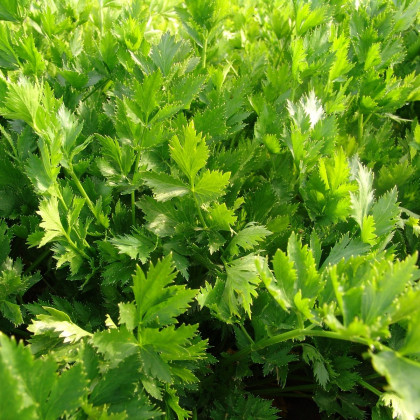 Celer listový jemný - Apium graveolens - prodej semen - 1 g
