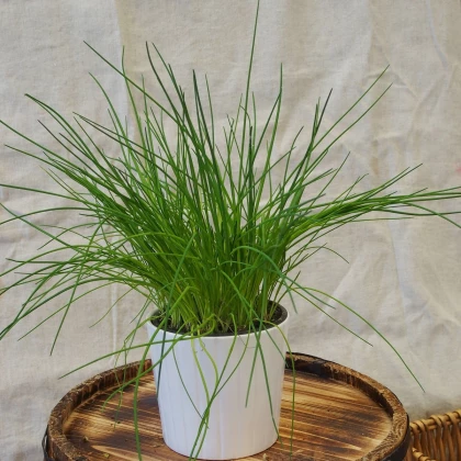 Pažitka pražská - Allium schoenoprasum - prodej semen - 750  ks