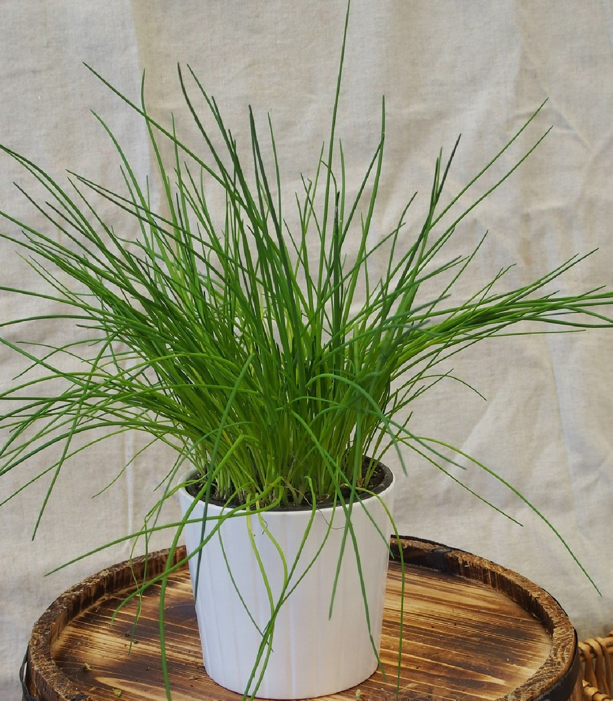 Pažitka pražská - Allium schoenoprasum - prodej semen - 750  ks
