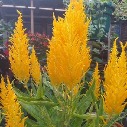 Nevadlec žlutý - Celosia plumosa - prodej semen - 50 ks