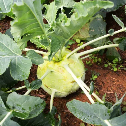 Kedluben bílý pozdní Gigant - Brassica oleracea - prodej semen - 100 ks