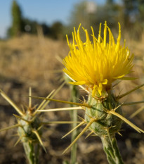 Chrpa luční žlutá - Centaurea cyanus - prodej semen - 50 ks