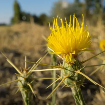 Chrpa luční žlutá - Centaurea cyanus - prodej semen - 50 ks