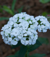 Hvozdík bradatý Sweet William - Dianthus barbatus - prodej semen - 150 ks