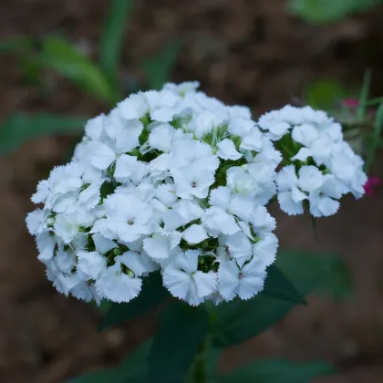 Hvozdík bradatý Sweet William - Dianthus barbatus - prodej semen - 150 ks