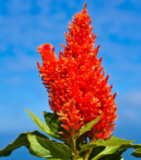 Nevadlec ohnivý - Celosia plumosa - prodej semen - 50 ks