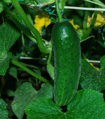 Okurka nakládačka Charlotte F1 - Cucumis sativus - prodej semen - 6 ks