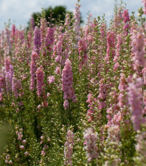 Stračka růžová - Delphinium solida - prodej semen - 100 ks