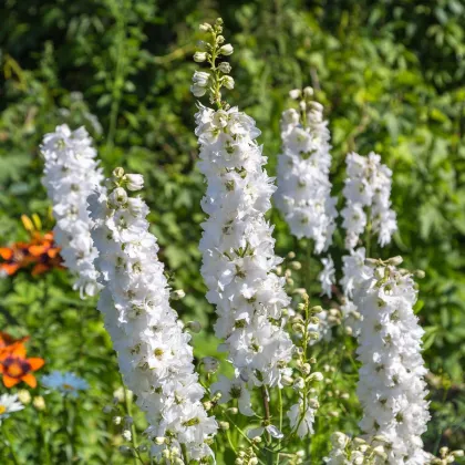 Stračka bílá - Delphinium solida - prodej semen - 100 ks