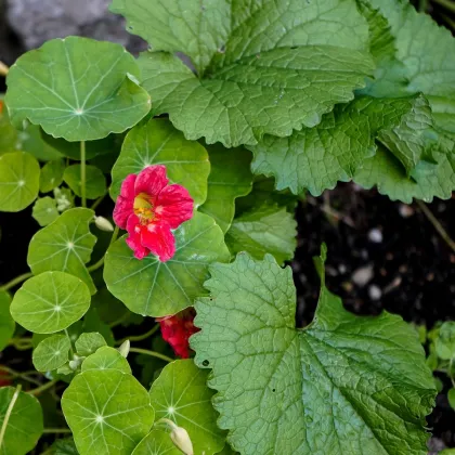 Lichořeřišnice nízká Tip Top Rose - Tropaeolum minus - prodej semen - 10 ks