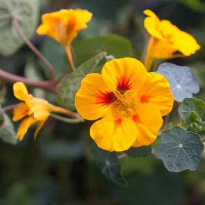 Lichořeřišnice větší Alaska Ladybird - Tropaeolum majus - prodej semen - 10 ks