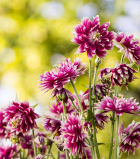 Orlíček Nora Barlow - Aquilegia vulgaris - prodej semen - 30 ks