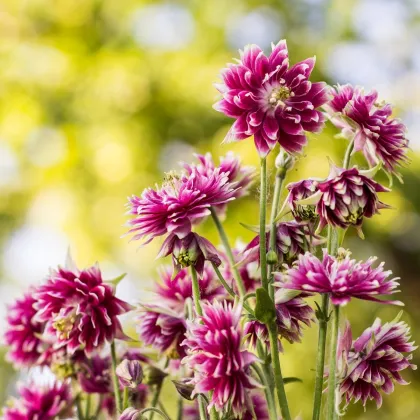 Orlíček Nora Barlow - Aquilegia vulgaris - prodej semen - 30 ks