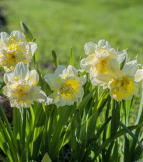 Narcis Ice King - Narcissus L. - prodej cibulovin - 3 ks