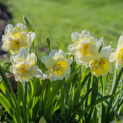 Narcis Ice King - Narcissus L. - prodej cibulovin - 3 ks