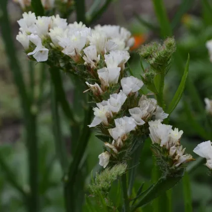 Limonka chobotnatá bílá - Limonium sinuatum - prodej semen - 30 ks