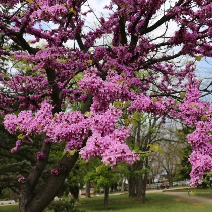 Zmarlika Jidášova - Cercis siliquastrum - prodej semen - 6 ks