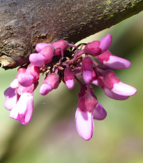 Zmarlika Jidášova - Cercis siliquastrum - prodej semen - 6 ks