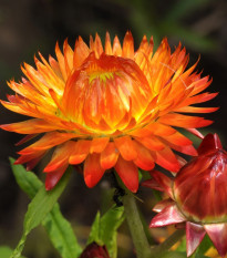 Smil listenatý oranžový - Helichrysum bracteatum - prodej semen - 400 ks