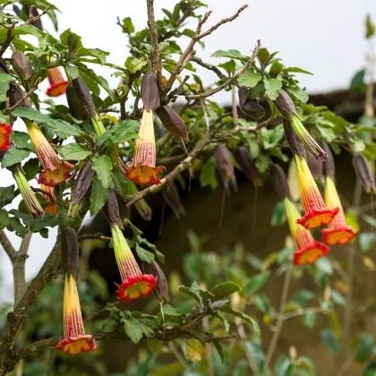 Durman krvavý - Brugmansia sanguinea - prodej semen - 7 ks