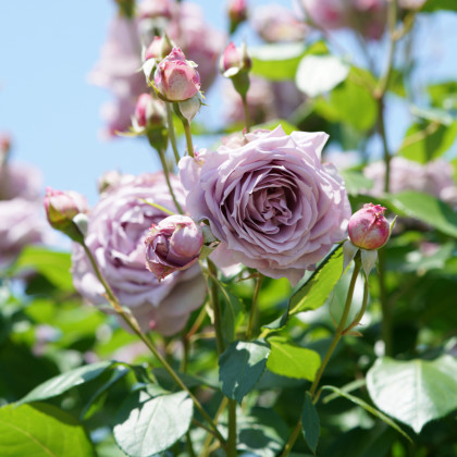 Růže mnohokvětá Novalis - Kordes - prodej prostokořenných sazenic růží