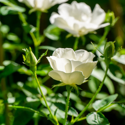 Růže keřová půdokryvná The white fairy - Rosa - prodej prostokořenných sazenic růží - 1 ks