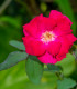 Růže keřová půdokryvná Meintraum - Rosa - prodej prostokořenných sazenic růží - 1 ks