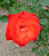 Růže velkokvětá červená Lidka - Rosa - prodej prostokořenných sazenic růží - 1 ks
