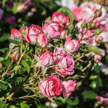 Růže mnohokvětá Schöne Koblenzerin - Kordes - Rosa - prodej prostokořenných sazenic růží - 1 ks