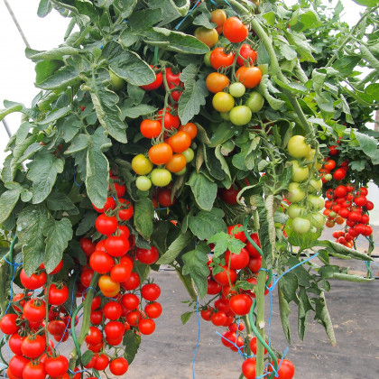 Rajče Gallant F1 - Solanum Lycopersicum - prodej semen - 10 ks