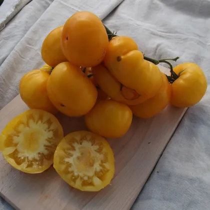 Rajče Yellowstone - Solanum lycopersicum - prodej semen - 15 ks