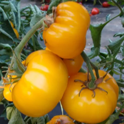 Rajče Yellowstone - Solanum lycopersicum - prodej semen - 15 ks