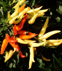 Paprika Poupila - Capsicum annuum - prodej semen - 50 ks